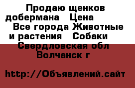 Продаю щенков добермана › Цена ­ 45 000 - Все города Животные и растения » Собаки   . Свердловская обл.,Волчанск г.
